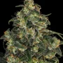 Семена конопли Blue Gelato 41 от Barney's Farm